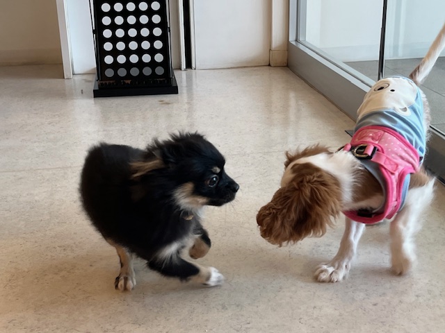 7月のパピー教室の様子