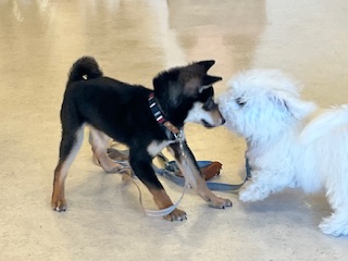 12月のパピー教室の様子