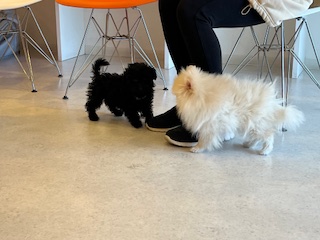 2月のパピー教室の様子